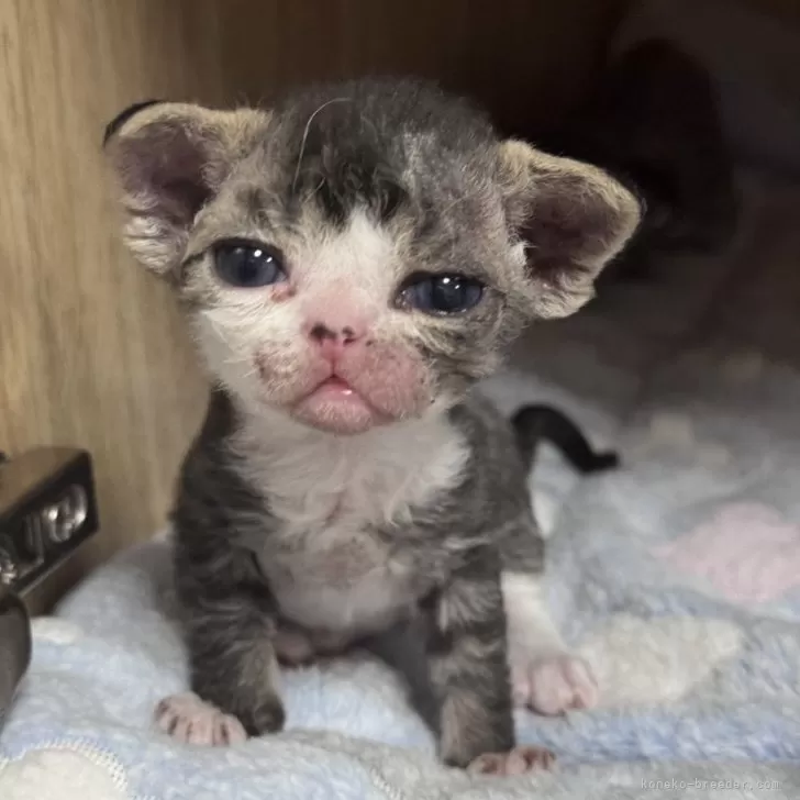 ID：2402-00892の子猫