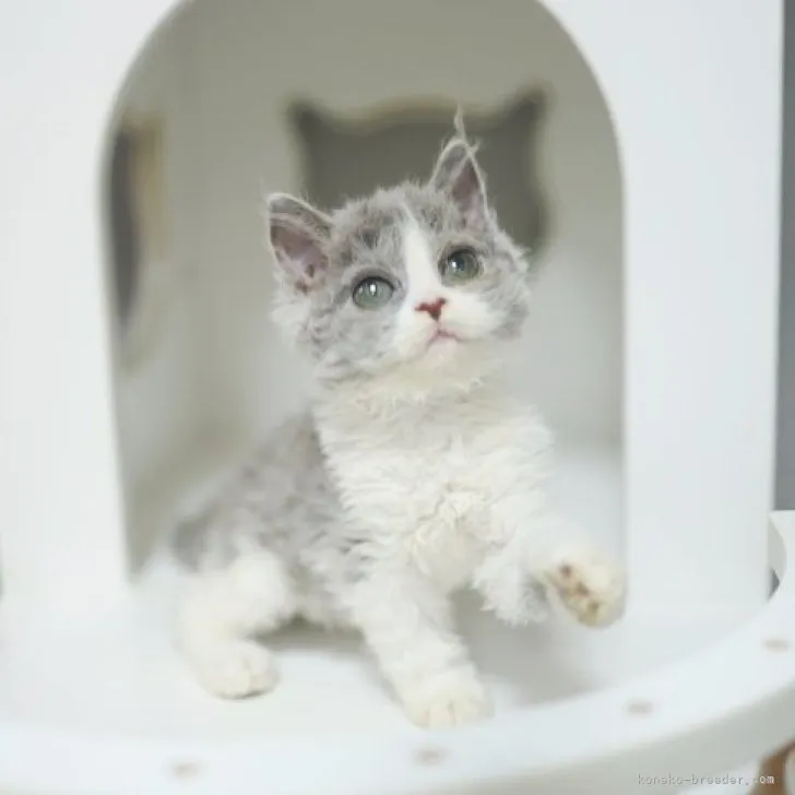 ID：2308-00995の子猫