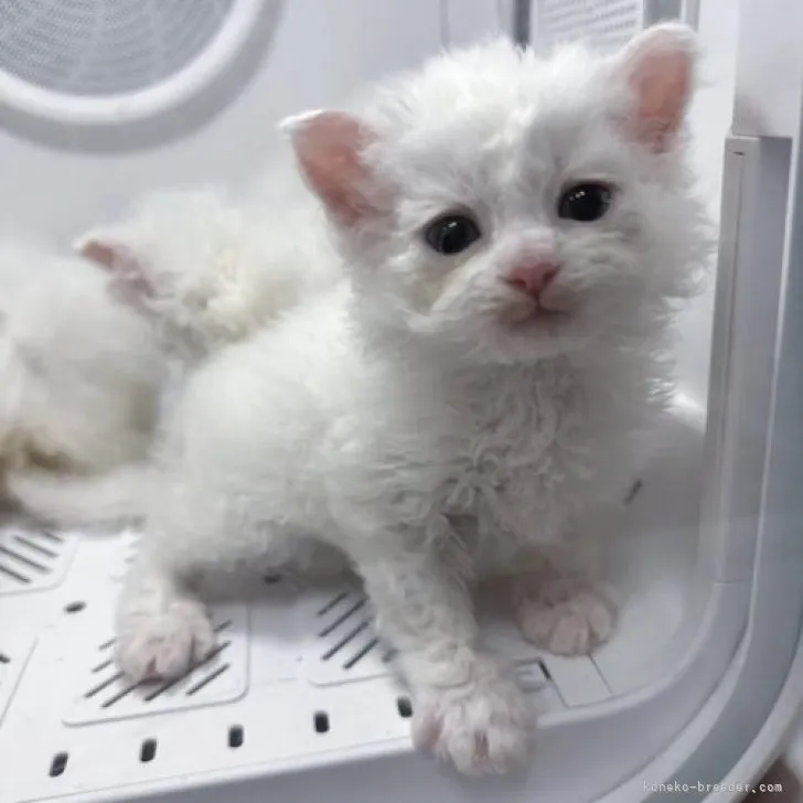 ID:2305-02062の子猫