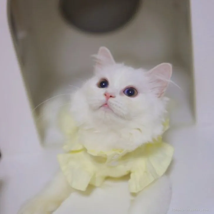 ID:2305-02177の子猫