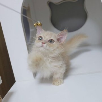 マンチカン(短足)【神奈川県・女の子・2023年9月5日・クリーム/ホワイト】の写真「ガンガン食べる子🥣」