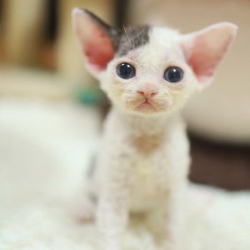 デボンレックス【神奈川県・女の子・2023年5月22日・ホワイト|ブラック】の写真「前髪があるかっこいい男」