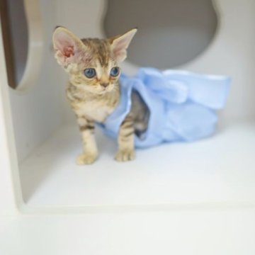 デボンレックス【神奈川県・女の子・2023年6月25日・ブラウンタビー】の写真「ミニトラ🐯」