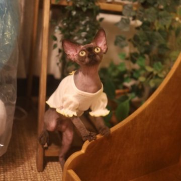 デボンレックス【神奈川県・女の子・2024年3月12日・ブラック】の写真「ヨーロッパ系妖精🧝‍♀️」
