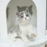 セルカークレックス【神奈川県・男の子・2023年6月2日・ブルー&ホワイト長巻き毛】の写真1