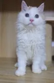 セルカークレックス【神奈川県・男の子・2023年6月2日・レッド/ホワイト】の写真4