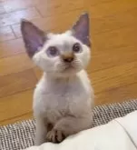 デボンレックス【神奈川県・男の子・2025年6月26日・レッドポイント】の写真2