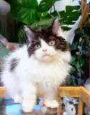 セルカークレックス【神奈川県・男の子・2025年8月12日・ブラック&ホワイト】の写真3