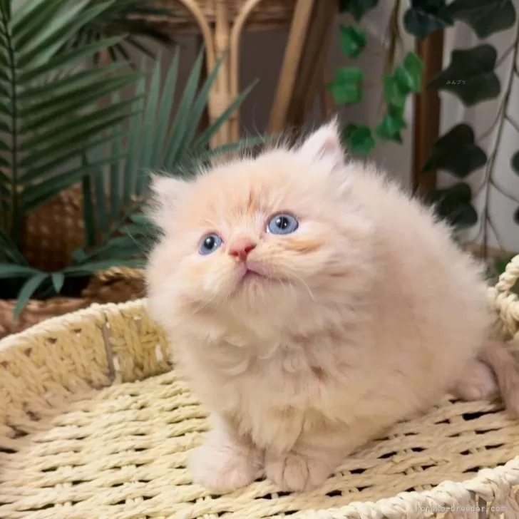 ID:2506-00871の子猫
