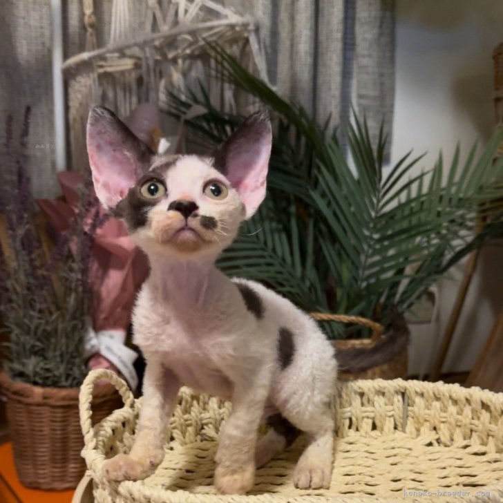 ブリーダー画像