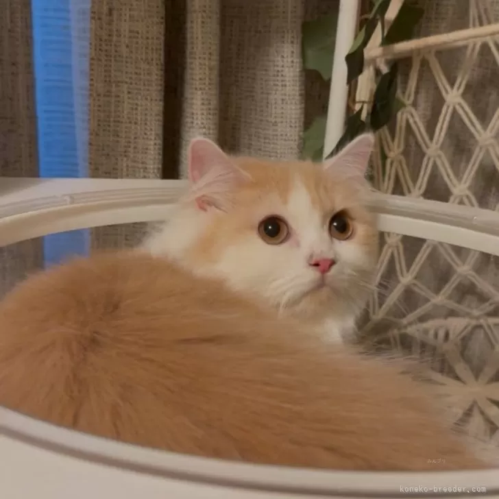ID:2505-03890の子猫