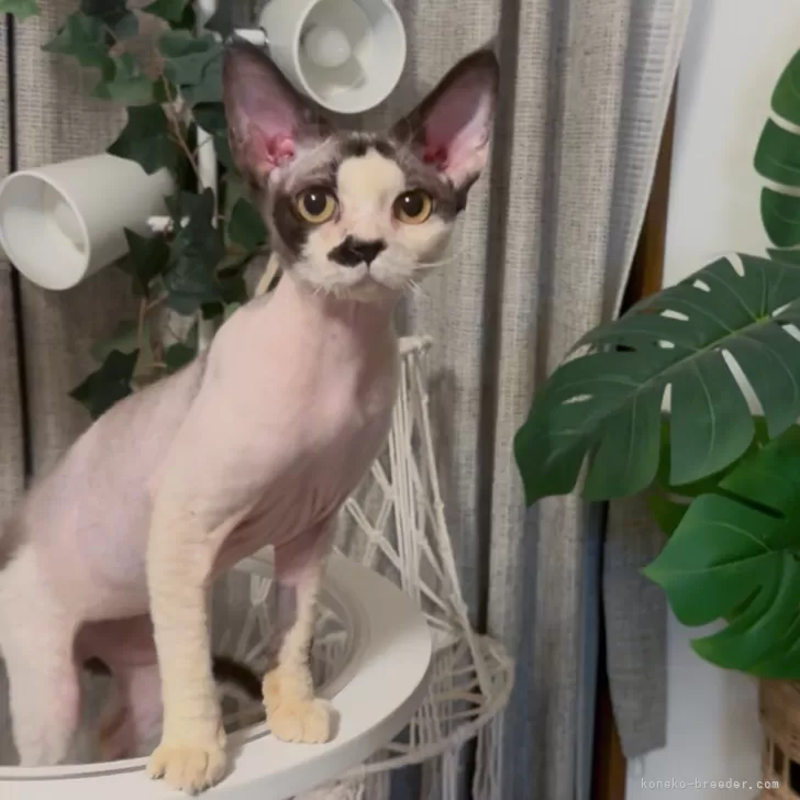 ID：2502-00685の子猫