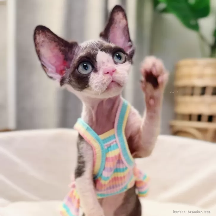 ID：2505-00531の子猫