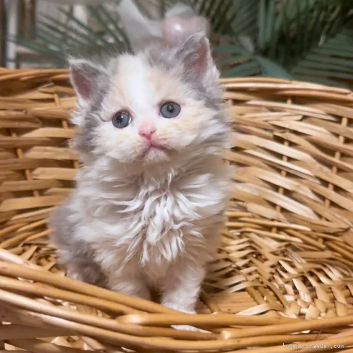 セルカークレックス【神奈川県・女の子・2025年8月12日・ダイリュートキャリコ】の写真1