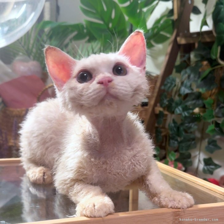 ブリーダー画像