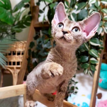 デボンレックス【神奈川県・女の子・2025年6月4日・ブラウンタビー】の写真「元気満々🥰」