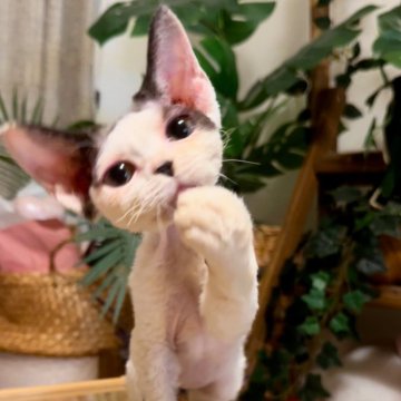 デボンレックス【神奈川県・男の子・2025年4月26日・ホワイト&ブラック】の写真「ミッキーマウスちゃん🤓」
