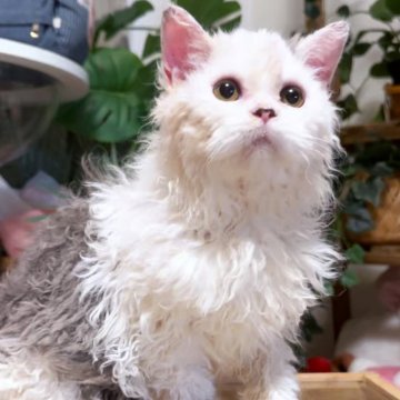 セルカークレックス【神奈川県・男の子・2025年7月28日・ブルー&ホワイト】の写真「ちょっと困ってる顔🥸」