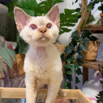 デボンレックス【神奈川県・男の子・2025年6月26日・レッドポイント】の写真「情熱の子❤️‍🔥チュー😗好き」