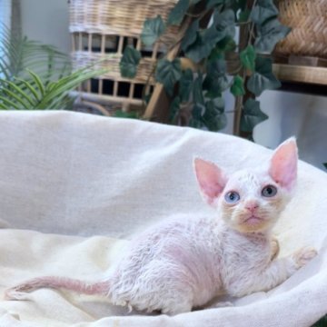 デボンレックス【神奈川県・女の子・2025年4月5日・ホワイト】の写真「珍しいオッドアイ💚🩵」