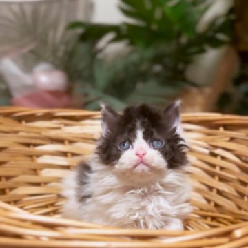 セルカークレックス【神奈川県・男の子・2025年8月12日・ブラック&ホワイト】の写真「パンダ🐼色」