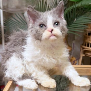 セルカークレックス【神奈川県・男の子・2025年9月1日・ブルー&ホワイト】の写真「元気満々」