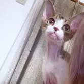 デボンレックス