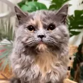 セルカークレックス