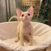 デボンレックス【神奈川県・男の子・2025年1月22日・レッド】の写真1