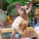 デボンレックス