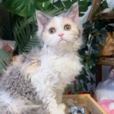 セルカークレックス