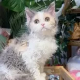 セルカークレックス