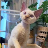 デボンレックス