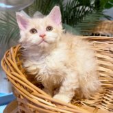 セルカークレックス