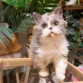 セルカークレックス