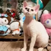 デボンレックス