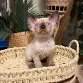 デボンレックス