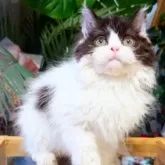 セルカークレックス【神奈川県・男の子・2025年8月12日・ブラック&ホワイト】の写真1