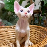 デボンレックス