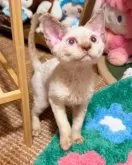 デボンレックス【神奈川県・男の子・2025年6月26日・レッドポイント】の写真5