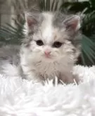 セルカークレックス【神奈川県・女の子・2025年8月12日・ダイリュートキャリコ】の写真4