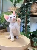 デボンレックス【神奈川県・男の子・2025年4月5日・ホワイト】の写真4
