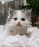 セルカークレックス【神奈川県・女の子・2025年8月12日・ダイリュートキャリコ】の写真5