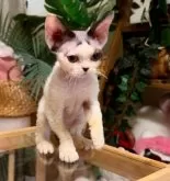 デボンレックス【神奈川県・男の子・2025年4月26日・ホワイト&ブラック】の写真6