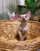 デボンレックス【神奈川県・男の子・2025年6月4日・トーティーポイントカラー】の写真6