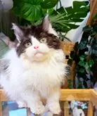 セルカークレックス【神奈川県・男の子・2025年8月12日・ブラック&ホワイト】の写真8