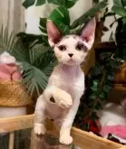 デボンレックス【神奈川県・男の子・2025年4月26日・ホワイト&ブラック】の写真2