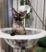 デボンレックス【神奈川県・女の子・2024年7月20日・トーティー】の写真6