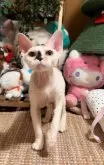 デボンレックス【神奈川県・女の子・2024年8月23日・キャリコ】の写真4