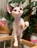 デボンレックス【神奈川県・男の子・2025年4月26日・ホワイト&ブラック】の写真7